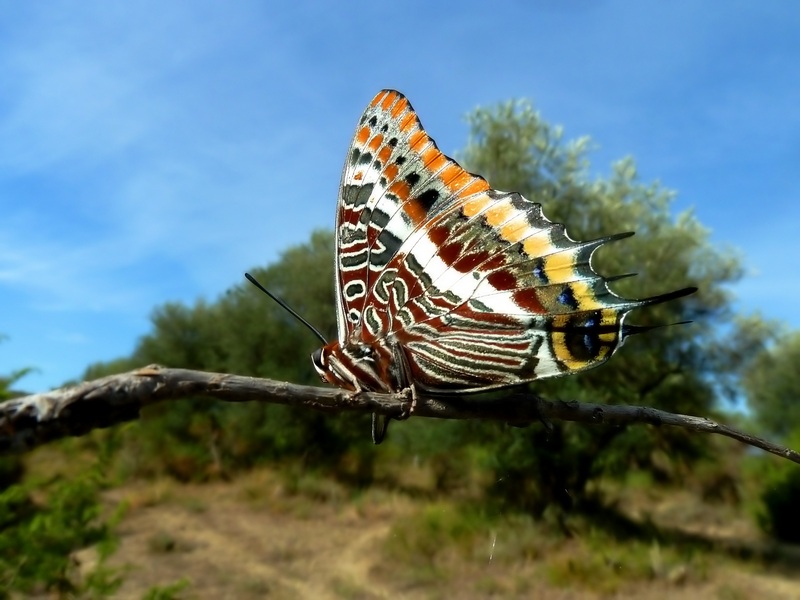 farfalle e uliveti